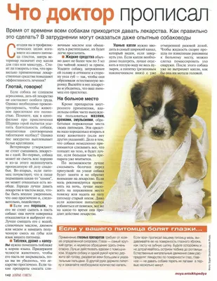 Как правильно уколоть собаку внутримышечно? Это не самая простая задача для  первого раза, но потом, по мере приобретения опыта, делать  внутримышечный... | By SunnyDog Центр обучения владельцев собак | how to do