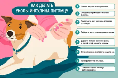 Дерматит у собак - Ветеринарная клиника TerraVet