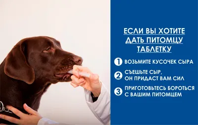 Лекарства для собаки | Рецепты для собак, Собаки, Уход за собакой