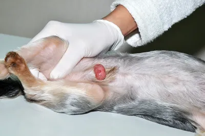 Либрела 15 мг купить для собак по низкой цене | Ветеринарная аптека Vet-Dog