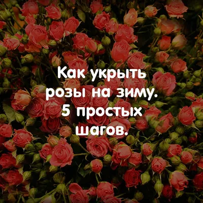 Укрытие розы на зиму | компания Маково в Новосибирске