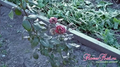 Как правильно укрыть розы на зиму
