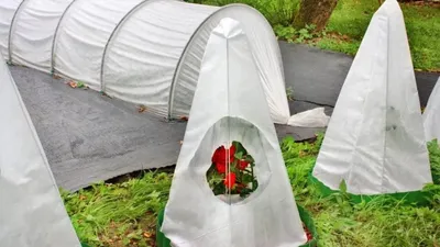 Укрытие роз на зиму