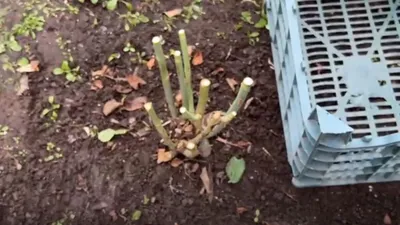 Можно ли укрыть розы на зиму соломой, советы опытных цветоводов
