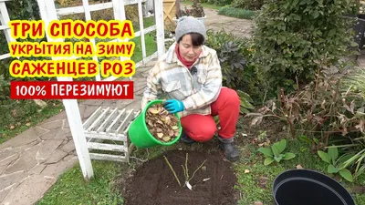 Последний уход за розой осенью - как обрезать и чем укрыть перед морозами
