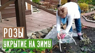 УКРЫВАЕМ РОЗЫ НА ЗИМУ ПРАВИЛЬНО | ВКонтакте