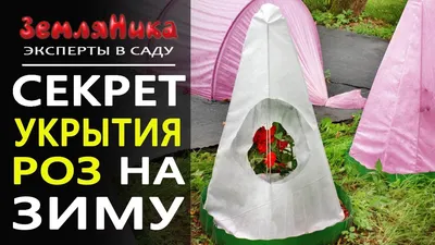 🌹Как мы укрываем плетистые розы на зиму🌹 - YouTube