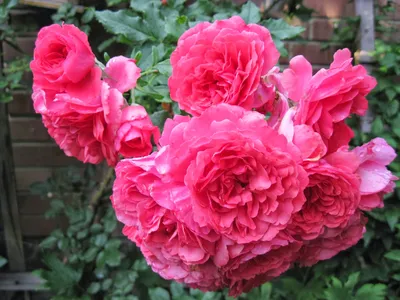 Зимостойкие плетистые розы - Agro-Market24
