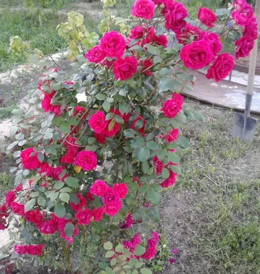 Розы. Обрезка плетистой розы клаймбер и клайминг под зимнее укрытие -  YouTube