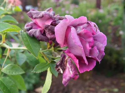 Урок №31. Плетистые розы. Обрезка, сохранение на зиму, и... как их  перевести в шрабы | Цветочница Анюта 🌹 | Дзен