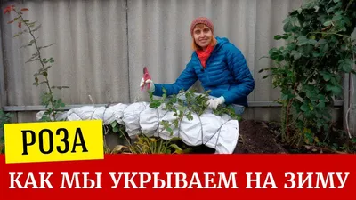 🌹Как мы укрываем плетистые розы на зиму🌹 - YouTube