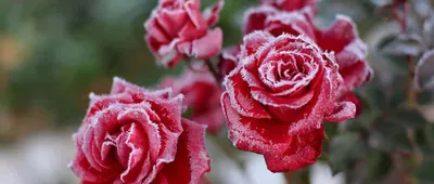 Как укрыть плетистую розу на зиму?