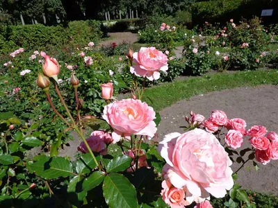 Подготовка роз к зиме | Уход за розами Агро Бреза