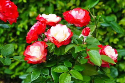 Укрытие плетистой розы на зиму, мастер-класс - Мир Садоводства