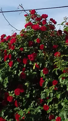 Зимнее укрытие роз: ВСУ, окучка, лутрастил - Статья - Журнал - FORUMHOUSE