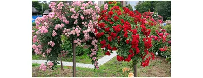 Плетистые розы: описание, посадка, уход, укрытие на зиму, обрезка