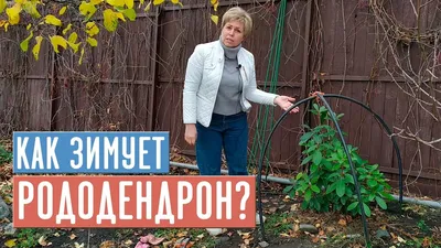 Укрытие для растений — iva