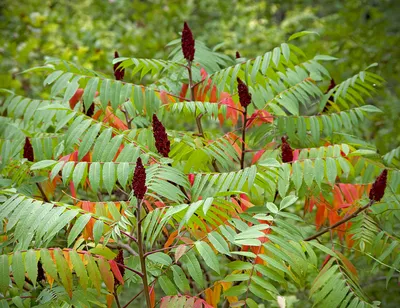 File:Сумах оленерогий (Сумах пушистый, Уксусное дерево) - Rhus typhina -  Staghorn sumac - Влакнест шмак - Essigbaum (23408707041).jpg - Wikipedia