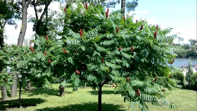 Сумах оленерогий (Rhus typhina) – Лиственные деревья Буква «С» - цветочный  портал Ваш Сад!