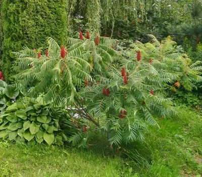 Сумах уксусный (Rhus typhina Dissecta )