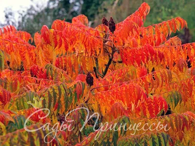 Сумах Оленерогий Уксусное дерево (Rhus Typhina) 25 л 120-140см, цена в  Санкт-Петербурге от компании Вилла-планта (садовый центр и питомник  растений, ландшафтное бюро)