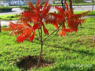 Сумах Оленерогий (Rhus Typhina) - Sumac - Уксусное дерево СЕМЕНА 250шт +  подарок | AliExpress