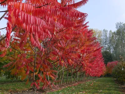 Rhus Typhina Уксусное Дерево - Бесплатное фото на Pixabay - Pixabay