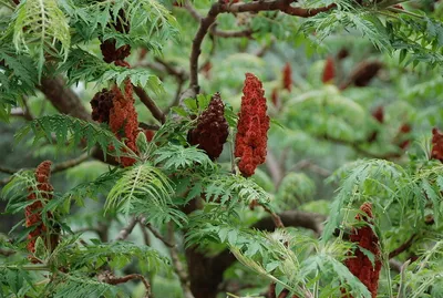 Сумах оленерогий, купить, Rhus typhina, заказать почтой, доставка, Деревья  лиственные Купить растения в Ростове-на-Дону, Интернет-магазин, питомник  растений, хвойные и лиственные, уличные, плодовые и декоративные деревья и  кустарники, растения, цветы ...