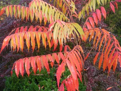 Сумах пушистый или оленерогий, (уксусное дерево), Rhus typhina