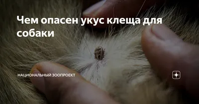 Если собаку укусил заразный клещ - что делать?