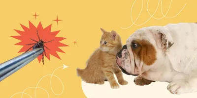 Блошиный дерматит у собак: чет лечить, симптомы и причины l VETSTEM