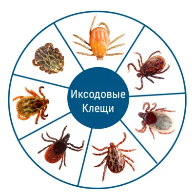 Клещи: 30 ответов на самые насущные вопросы - Лайфхакер