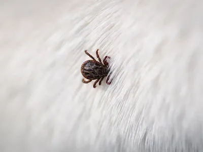 Чем опасны... - Clinica veterinara Esculap-Vet Vasile Buza | Facebook