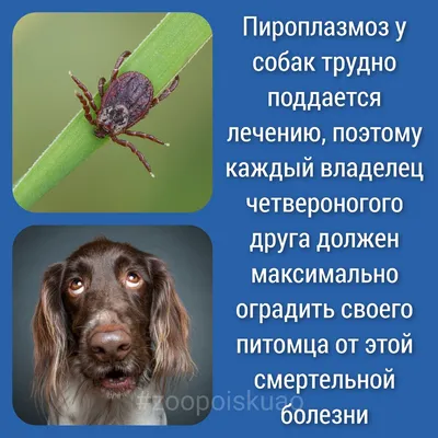 Чем страшен клещ? | MedAdvisor