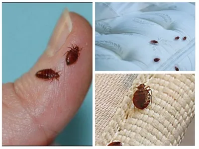Фото: как выглядит укус клопа на теле человека, симптомы укусов
