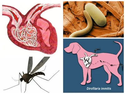 Укус комара может стать причиной смерти вашей собаки - KP.RU