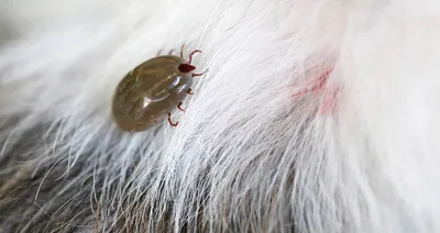 Управление ветеринарии Брянской области - Аллергическая реакция у животных  на укусы насекомых