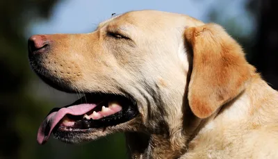 В Николаеве у бродячих собак обнаружен сердечный глист — он передается  человеку через укус комара