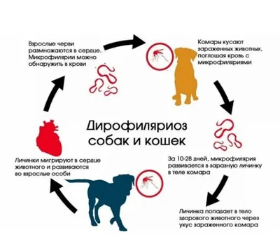 Как защитить собаку от комаров? - Рамблер/новости