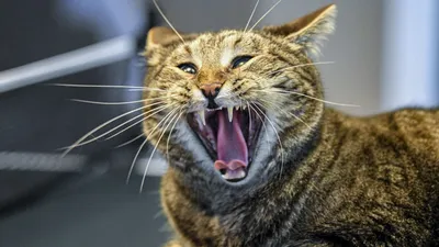 Укус кошки: мощная атака на ваши воспоминания
