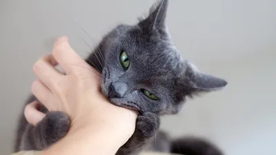 Фото укуса кошки: погрузитесь в мир кошачьих чудес
