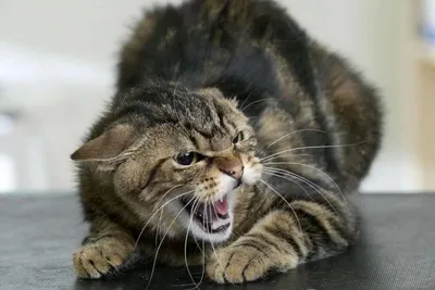 Укус кошки: захватывающий снимок кошачьей эмоции