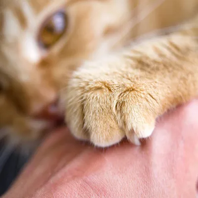 Кошачий укус: захватывающее фото