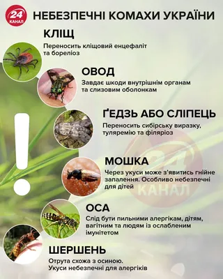 Самые опасные насекомые Украины: инфографика - Последние новости Украины -  24 Канал