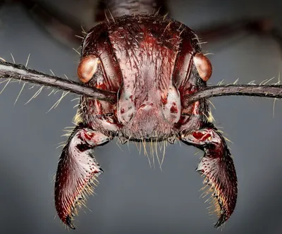Укус самого болезненного насекомого (12+). Paraponera clavata