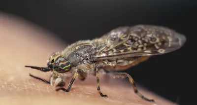 Как кусает слепень и что вообще известно об этом насекомом