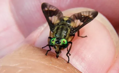 Слепень: Сосёт как 70 комаров одновременно! Цикл жизни деревенской  мухи-вампира | Книга животных | Дзен