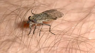 Укус слепня: как защититься от кровососущих насекомых?