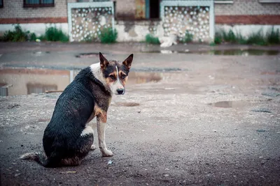 Бешенство у собак | ВКонтакте