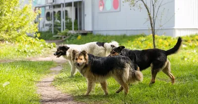 Лечение дерматита у собак, кошек: аллергический, блошиный, атопический